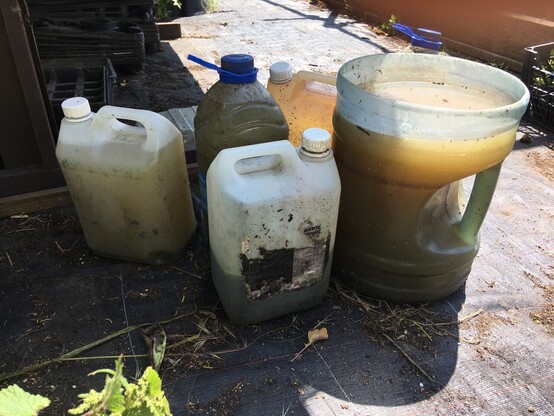 Bottles and buckets full of evil smelling comfrey tea 