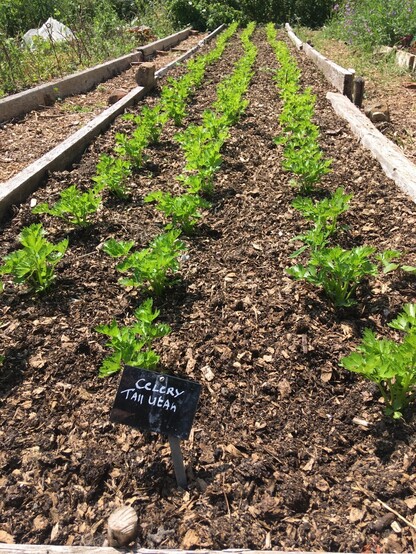 A planting bed growing neat rows of celery