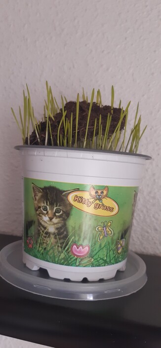 Maceta con hierba para gatos en una estantería negra. Pared blanca con gotelé. La hierba ha levantado un mazocote de tierra al crecer.