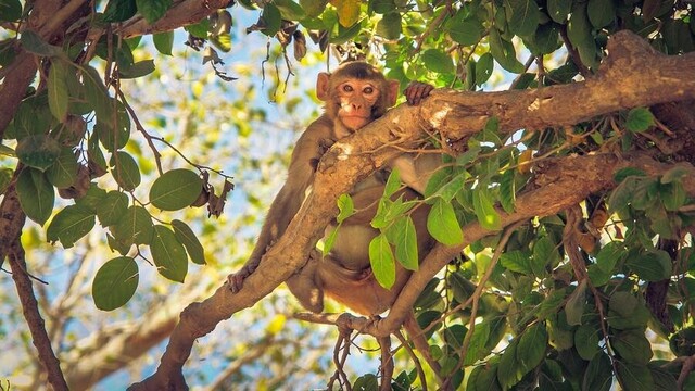 Monkey in a tree.