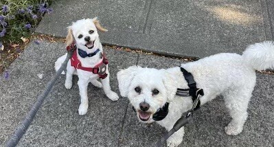 Max, a nine pound matese-chihuahua, absolutely beaming at the camera, and his roommate Marty, a slightly larger maltese-poodle, looking pretty pleased too.  Both are evidently out on a walk.
