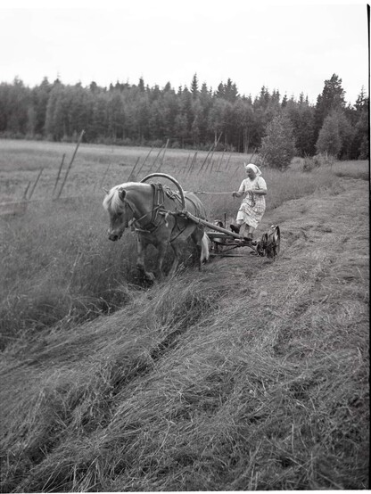 Haymaking photo: Finnish Photography Museum