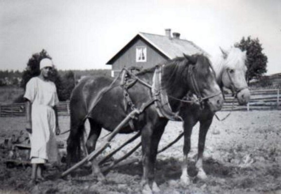 Mrs. Lempi Kaipainen harrowing photo: Nurmijärvi Museum 