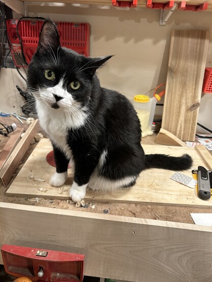 A photo of a black and white cat named Whiskey Jack sitting on a mess workbench, looking at the camera. 