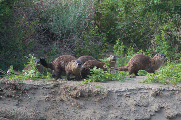 A group of five river otters walking in the bank of the river. A few are looking across at the viewer. 
