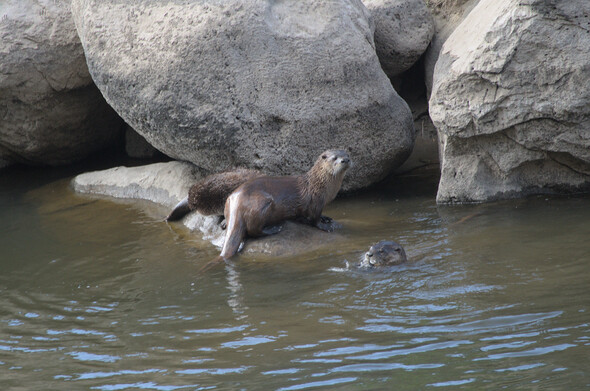 Two otters sitting on a rock in the river while a third swims next to the rock. 
