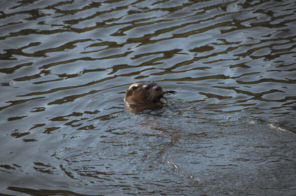 A river otter with its head sticking out of the water and the claws of a crayfish sticking out of its mouth.