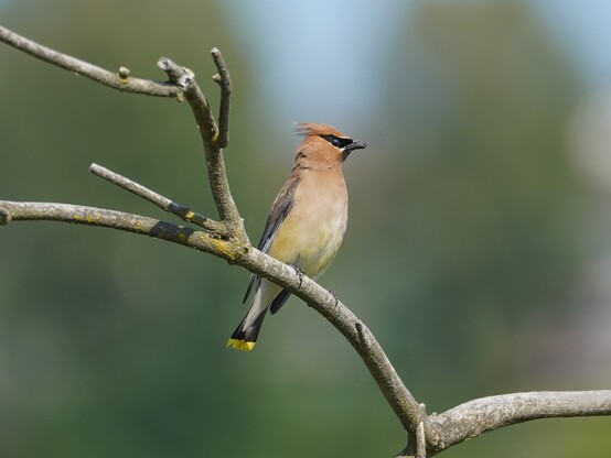A Cedar Waxwing, a bird with mainly orangey-brown body, a sharp black "mask" around its eyes, a swept-back crest, and bright yellow tail tips, is sitting on a branch
