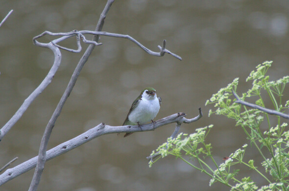 A small, roundish swallow perched on a branch, facing the camera. Its beak is slightly open. It has a pure white breast and a green cap.