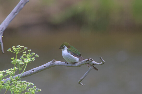 A different side-view of the swallow showing a bit of the iridescence of the coloring of its green wings.