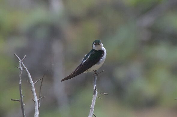 Another swallow perched on a branch, slightly tilting its head. It is a side-view and this time you can see then green extends from its head down its back to its wings before fading into purple.