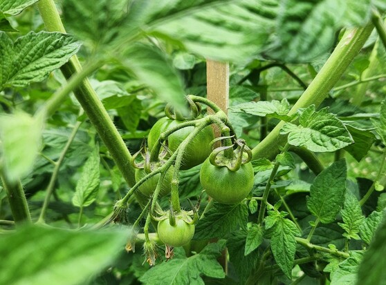Green tomatoes, growing on a vine, surrounded by foliage.