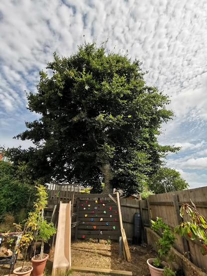 Large Beech tree in an Englsh garden. A climbing wall and slide stands on a patch of pretty rough looking lawn.