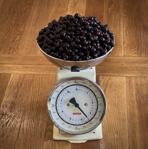 Kitchen scales piled with Ben Hope blackcurrants picked today 
