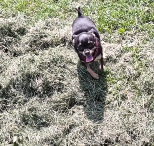 It's a still from the video. Zoe is happy dog with a lolling tongue. She's mid-stride, coming towards the camera.
