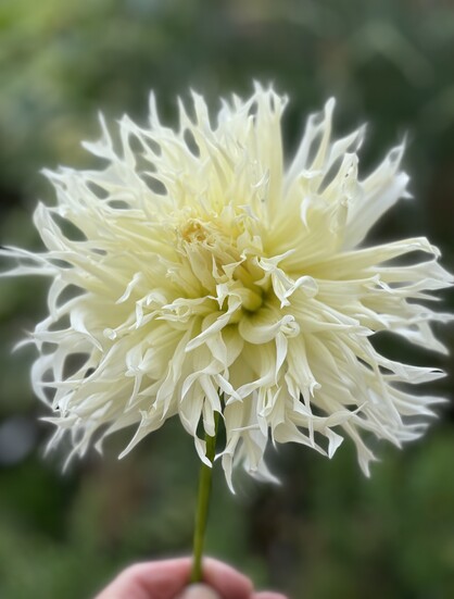 Large white dahlia head