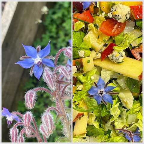 One of the borage flowers picked this morning that landed in my main meal of salad