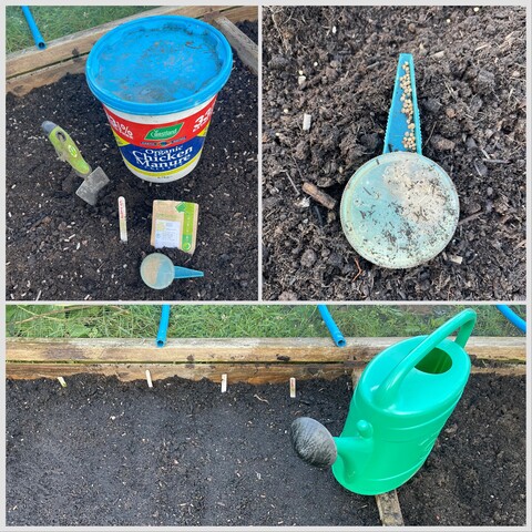 Sequence of this morning’s sowing of Mediana spinach. 