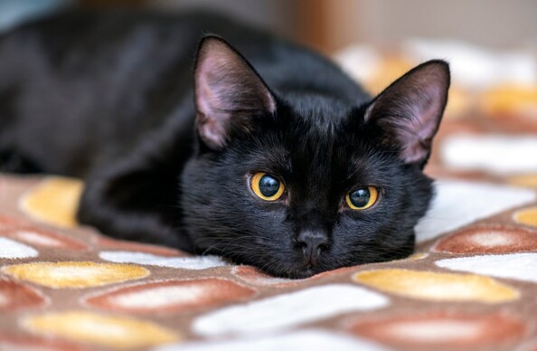An image of a black cat staring at the camera
