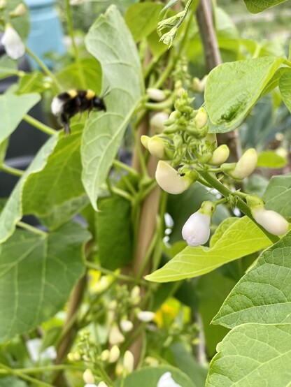 White tailed Bumblebee and a white flowered bean at the allotments. 