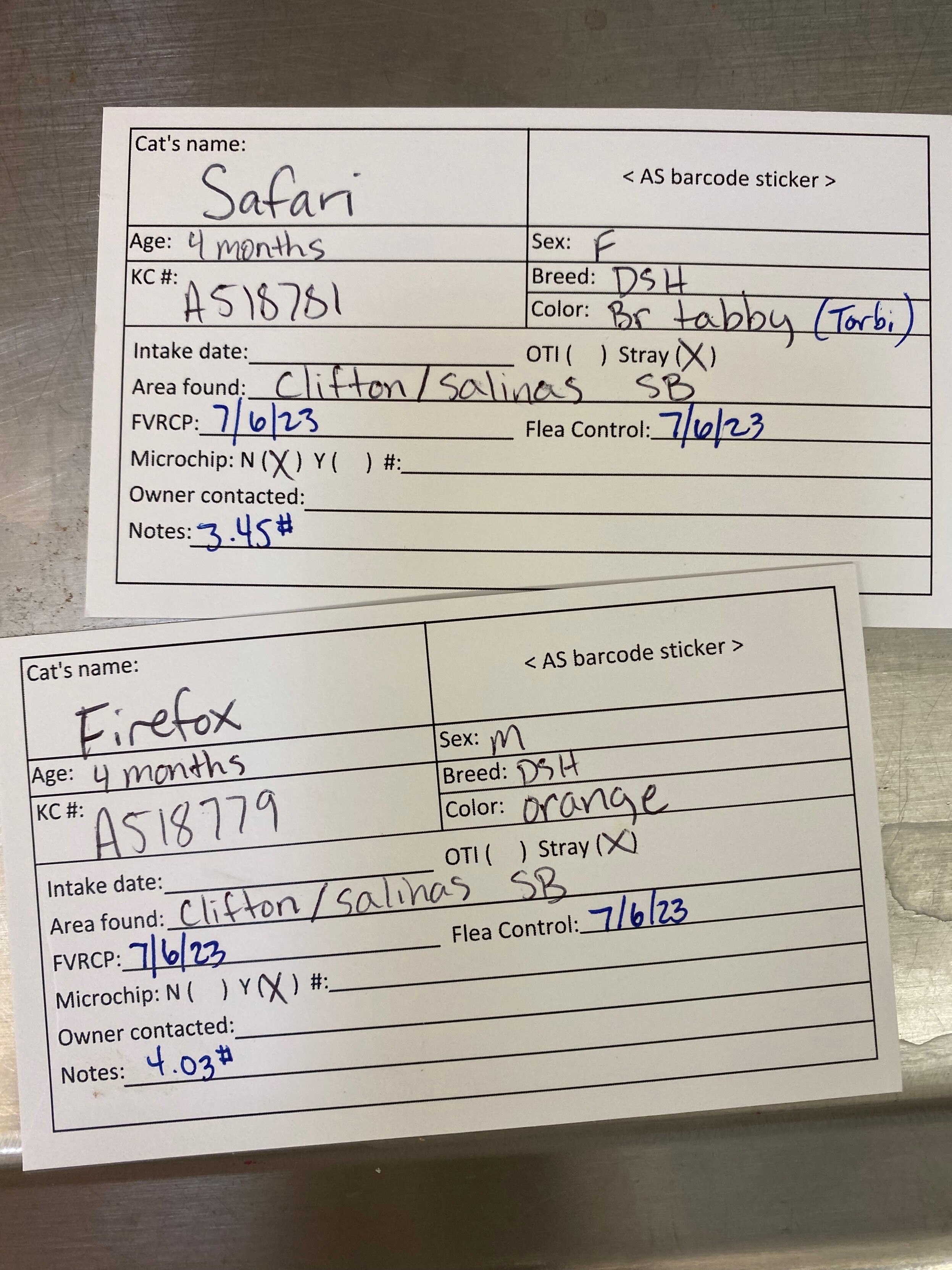 Two 3x5 cards listing information about kittens named Safari and Firefox.