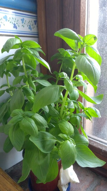 Une plante en pot de basilic