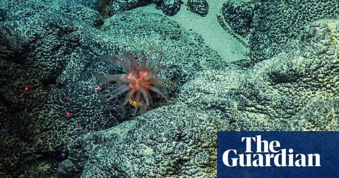 "The team of scientists analysed data from visits by Japanese mining engineers to the Takuyo-Daigo #seamount. A year after the test extraction, researchers observed a 43% drop in #fish and #shrimp density in the “deposition” areas directly affected by #sediment #pollution, and a 56% drop in surrounding areas.
“It is easy to assume that once you are outside the zone of deposition there will be no impacts from #mining,” said Washburn"
#deepsea #Conservation #marinescience
https://www.theguardian.com/environment/2023/jul/14/deep-sea-mining-causes-huge-decreases-in-sealife-across-wide-region-says-study