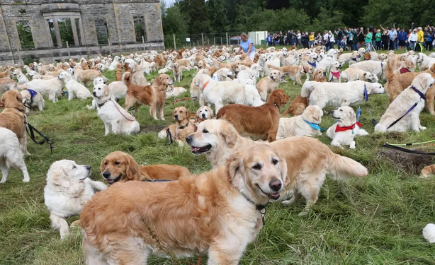 hundreds of Golden Retrievers hanging out in front of castle ruins in Scotland