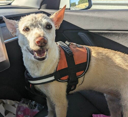 A Momo in the passenger seat smiling and on the way to the run.