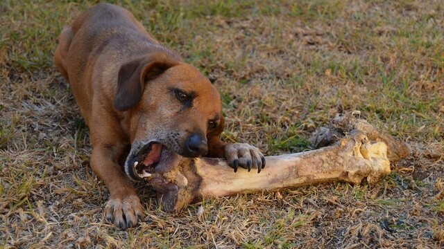 A small dog chewing on a large bone.