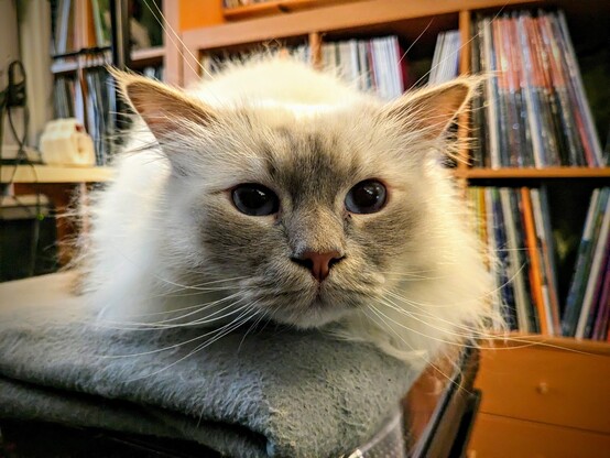 Holy Birman Cat Milo looking  at you, vinyl record shelf in the background. 