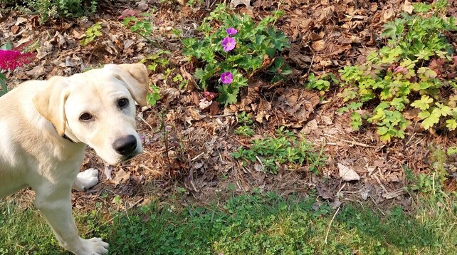 Small golden Lab puppy next to very small purple geranium blooms