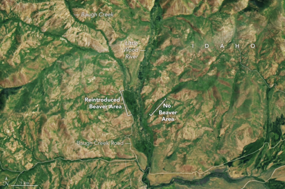 This natural-color Landsat 9 satellite image shows an area in south central Idaho that includes Baugh Creek, Little Wood River, and Baugh Creek Road. The dense green patch indicates more vegetation due to the reintroduction of beavers, while the narrow green patch has limited beaver activity.