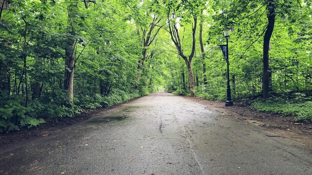 La entrada al parque llena de vegetación.