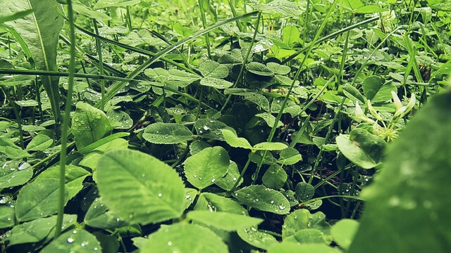 Una gran familia de plantas llenas de gotas de lluvia.