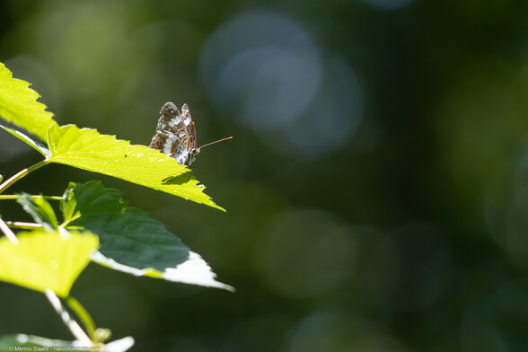 Kleine ijsvogelvlinder