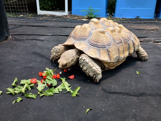 A photo of an African spurred tortoise eating a salad on a black tarp