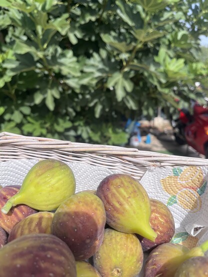 Figs