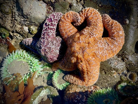 Orange sea star, purple sea star, and green anemones. 