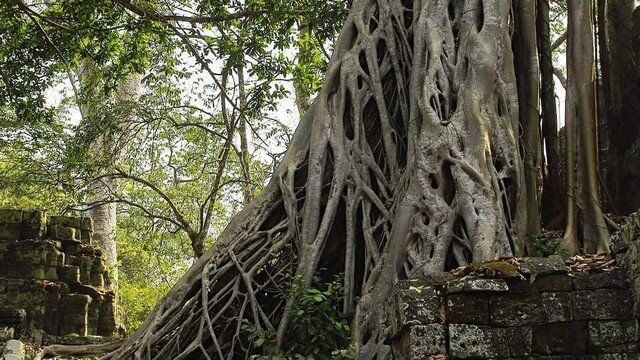 Close up of a banyan tree encircling another tree.