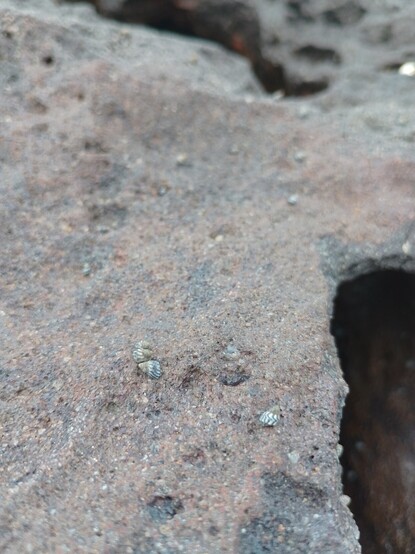 Multiple tiny snails with black and white shells on a dark rock reef with some beach sand