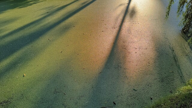 Reflejos de luz, casi en el crepúsculo, sobre el agua en el agua verdosa llena de lenteja de agua.