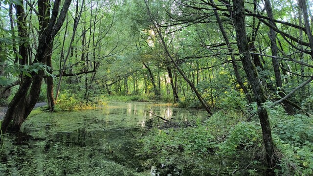 Una palabra que me gusta mucho es «marécage» ; pantano, ciénega.