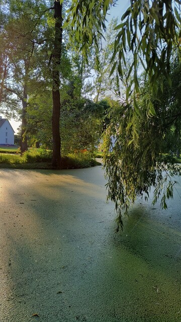 Reflejos de luz, casi en el crepúsculo, sobre el estanque cubierto de lenteja de agua.