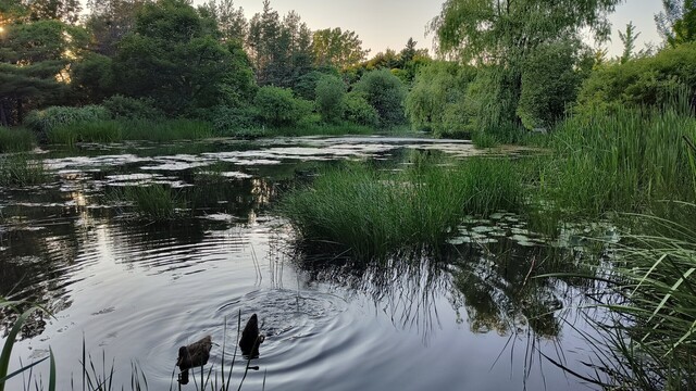 Los patos se acercan sin saber que no les pienso dar comida.