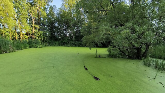 El estanque recubierto de lenteja de agua.