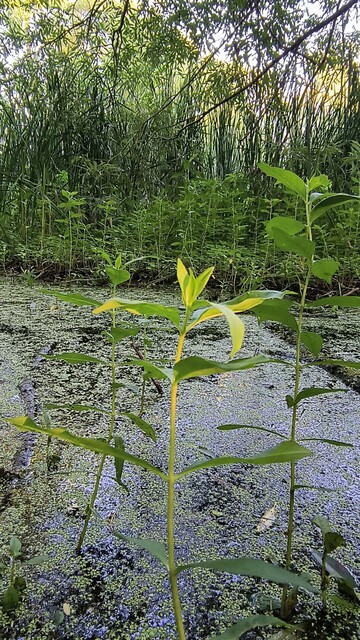 Marécage, lumière casi noche.