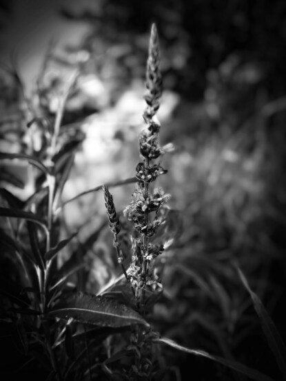 Beautiful Black and White flowers Hidden in The Grass