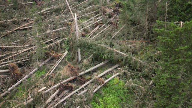 Foto: Umgeknickte Bäume an einem Hang

Der Sturm ließ die Bäume wie Streichhölzer umknicken