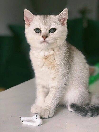 Cute white kitty